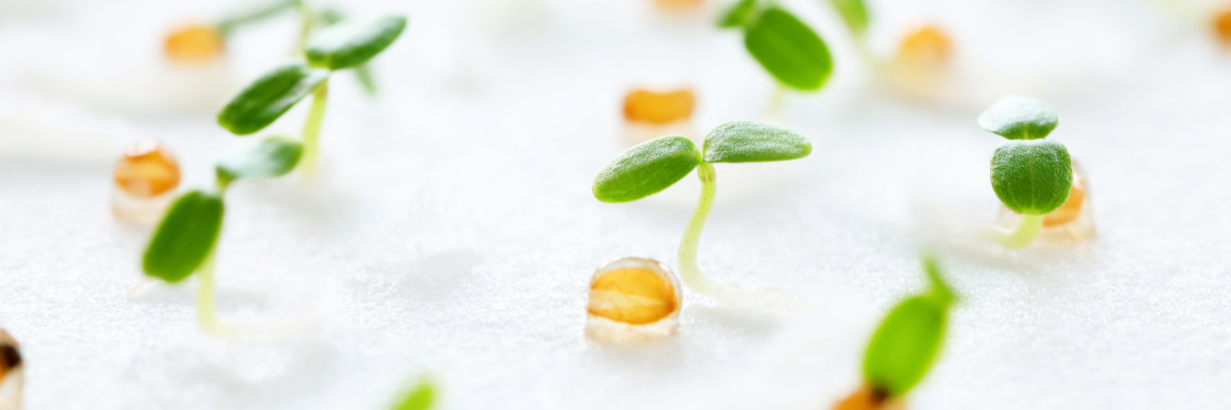 株式会社 サカタのタネ