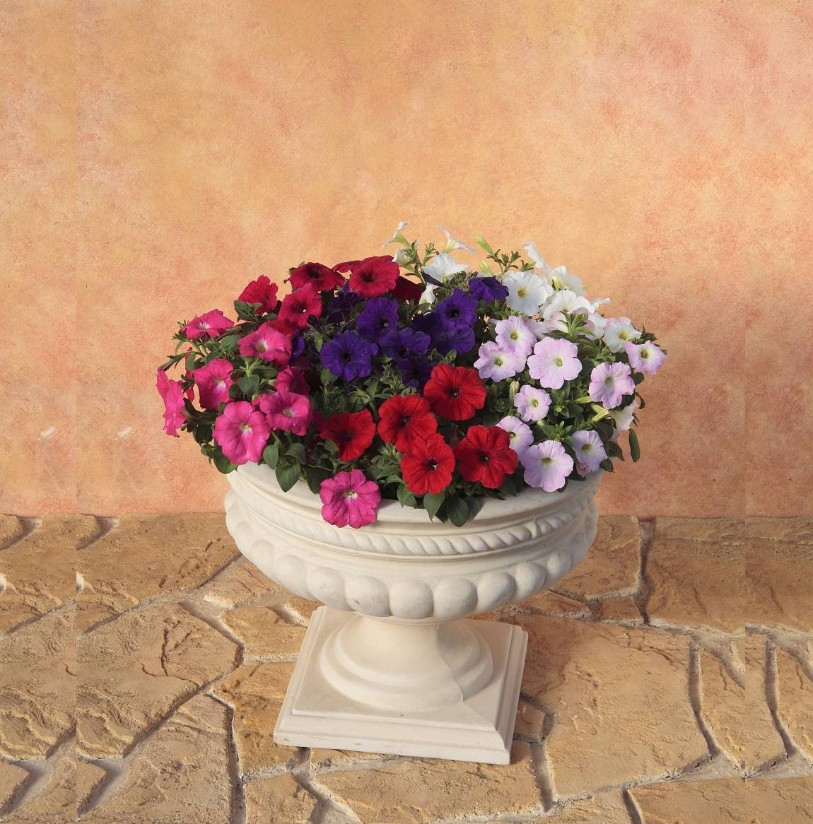 サステナビリティ画像1:株式会社 サカタのタネ