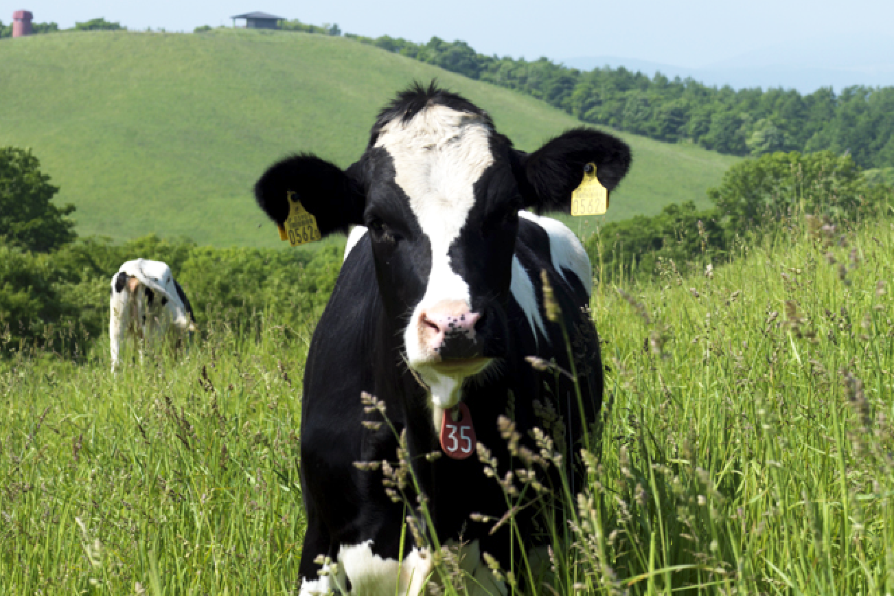 職種 1: 雪印メグミルク株式会社